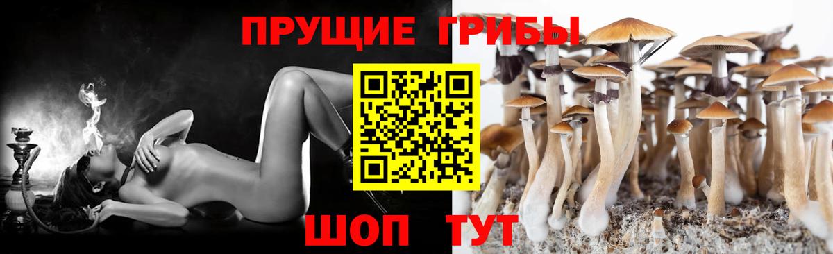 Галлюциногенные грибы Psilocybine cubensis Зерноград